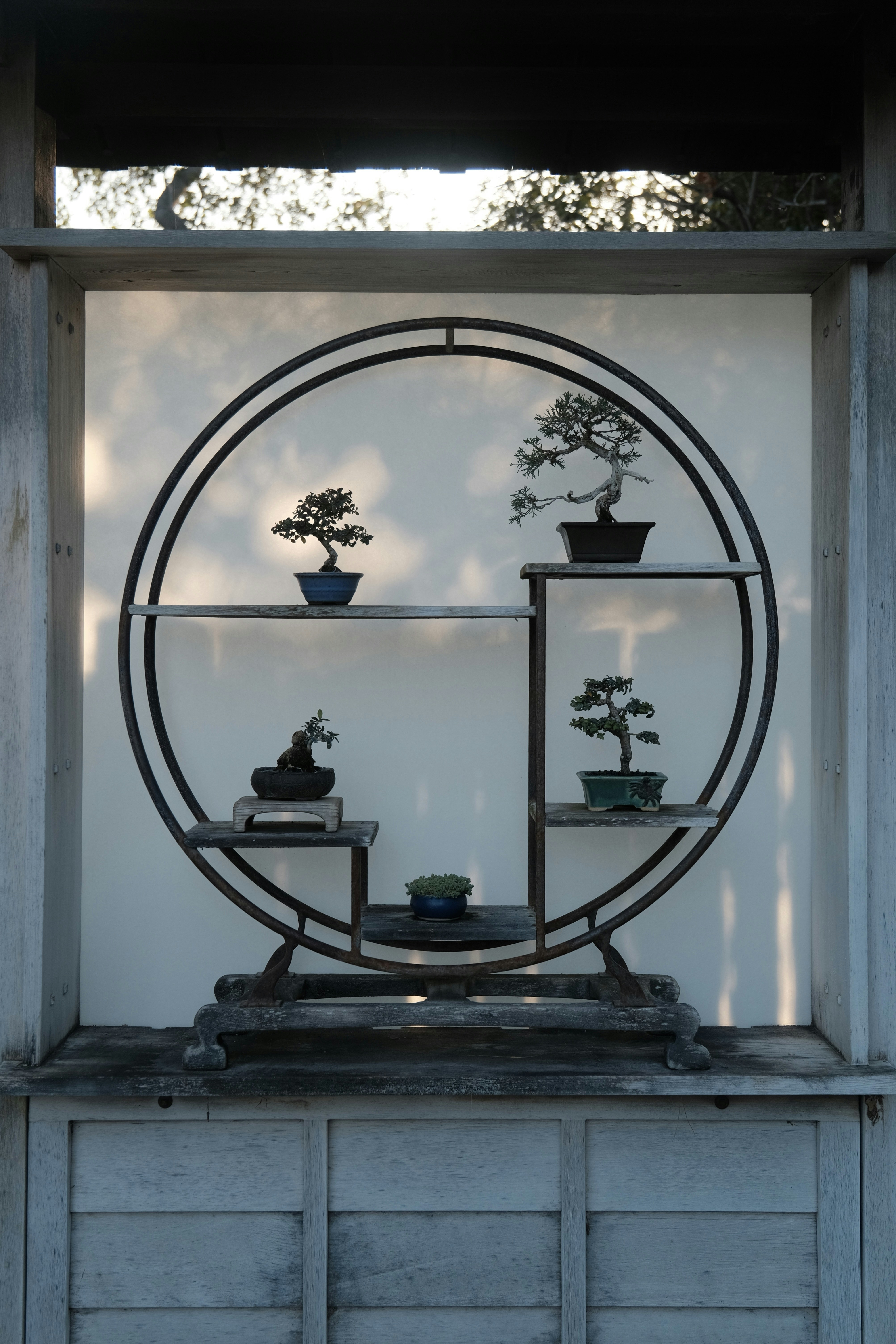 FAQ by Bonsai Garden a group of bonsai plants sitting on top of a shelf