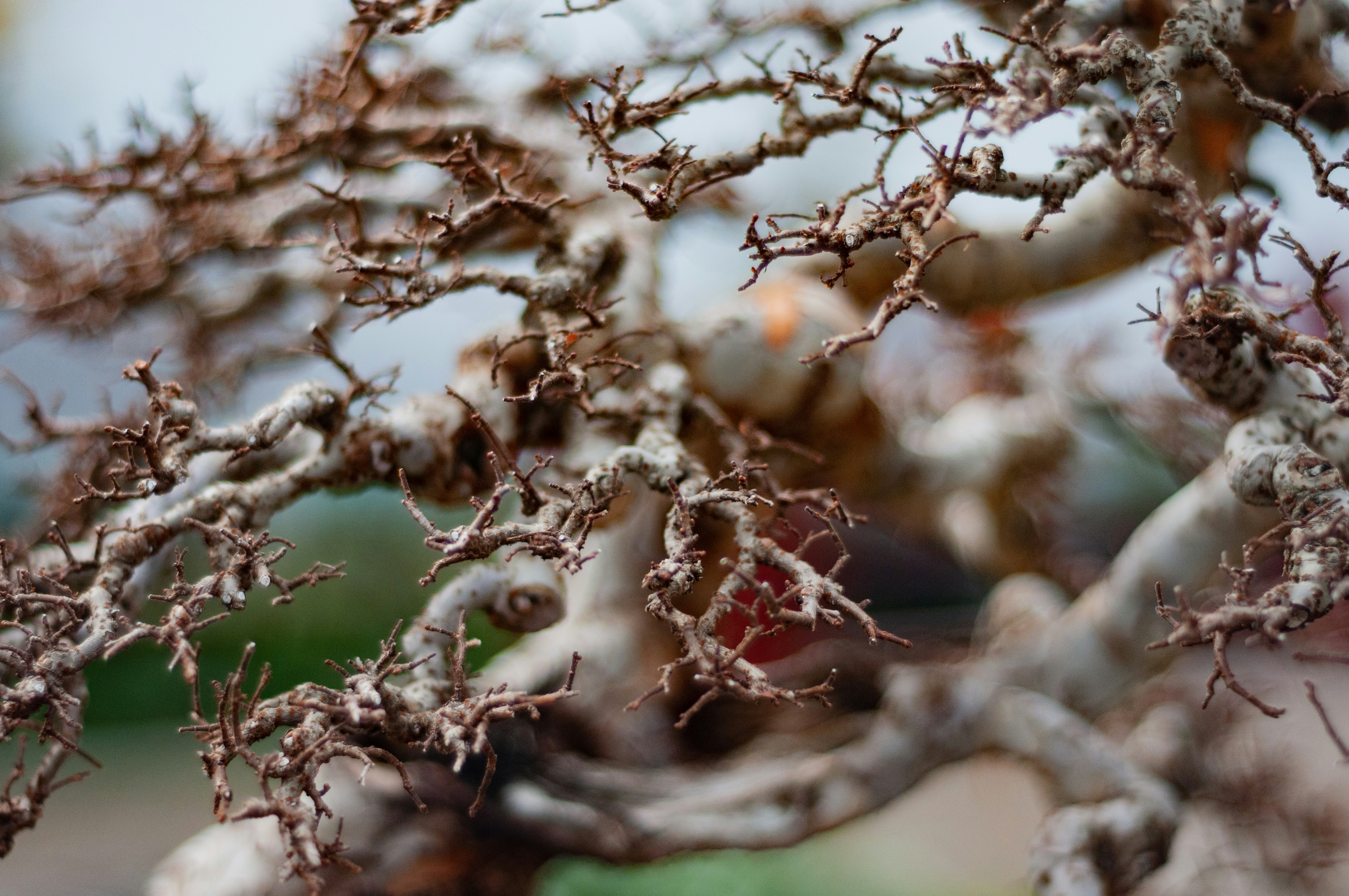 Deadwood bonsai techniques by Bonsai Garden a close up of a small tree with no leaves