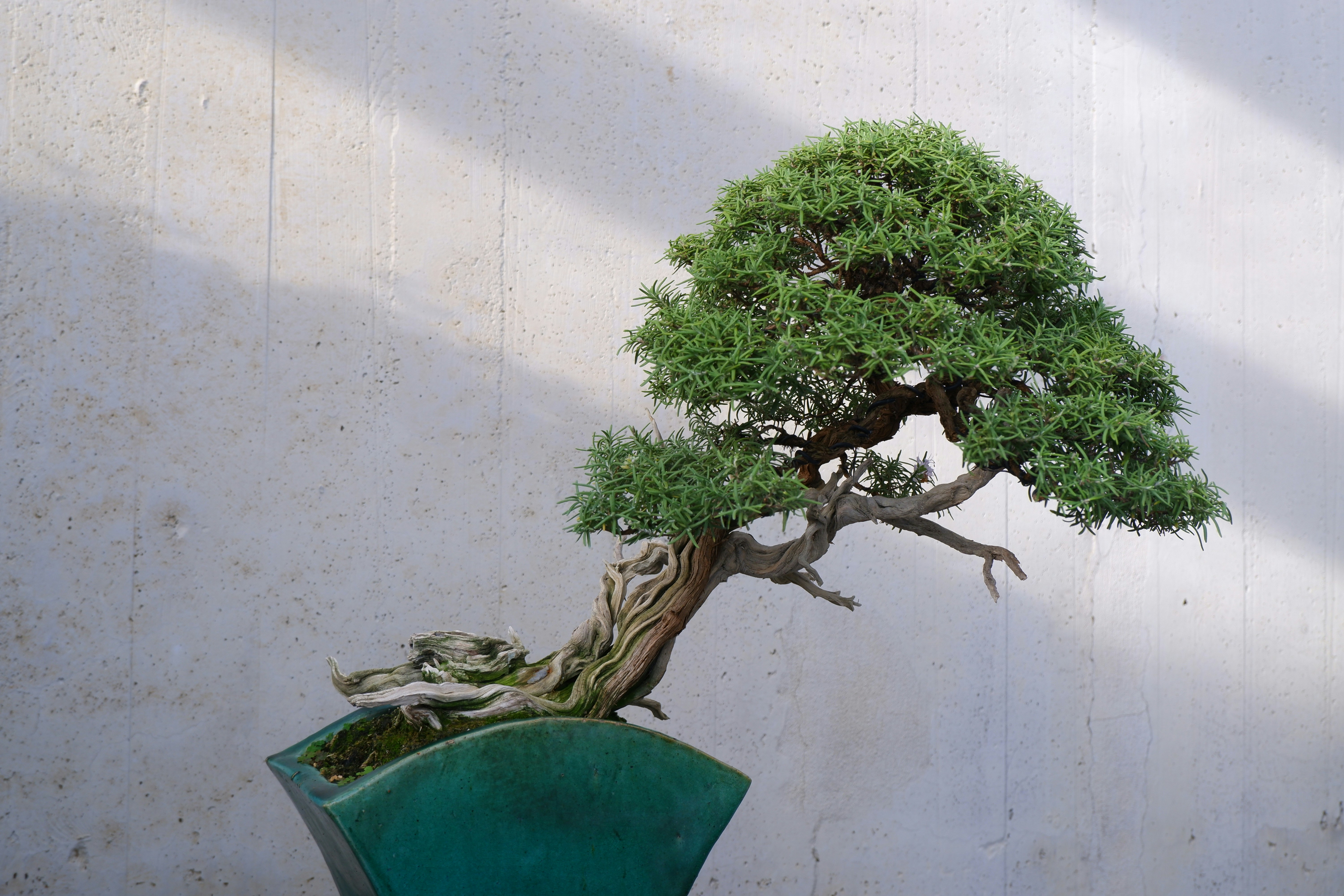 🏆 Conclusion by Bonsai Garden A bonsai tree in a green pot on a table
