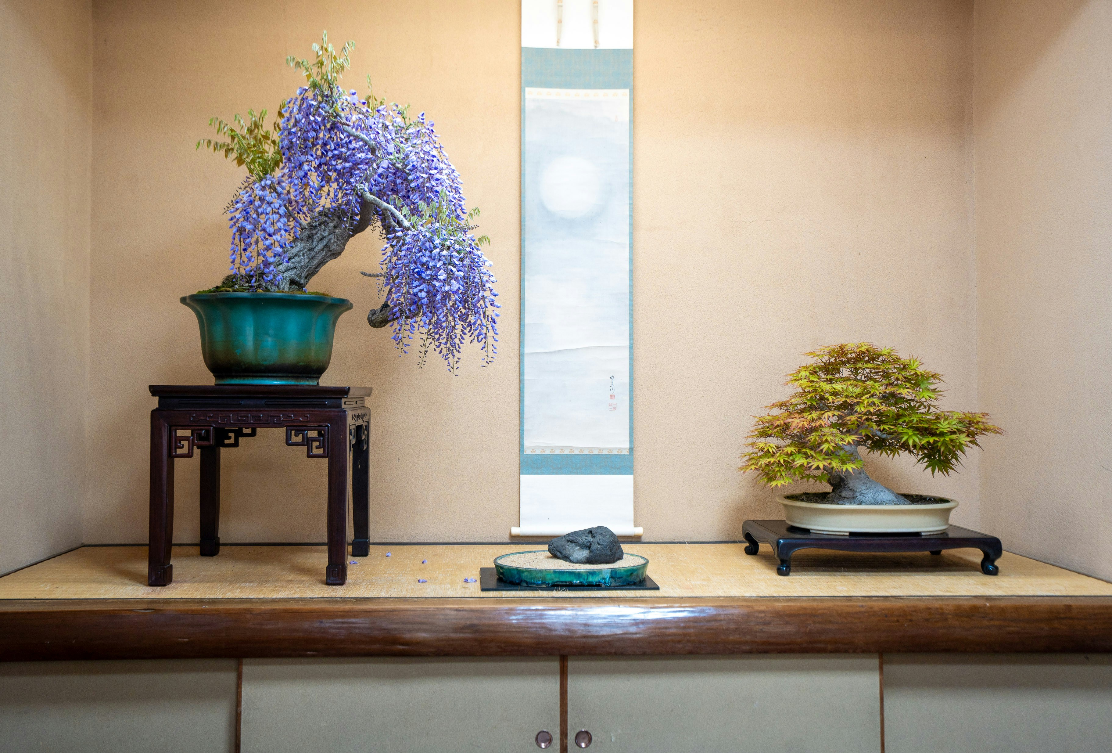 Inside a traditional Japanese tea ceremony room with bonsai by Bonsai Garden Beautiful bonsai display, featuring wisteria flowers.