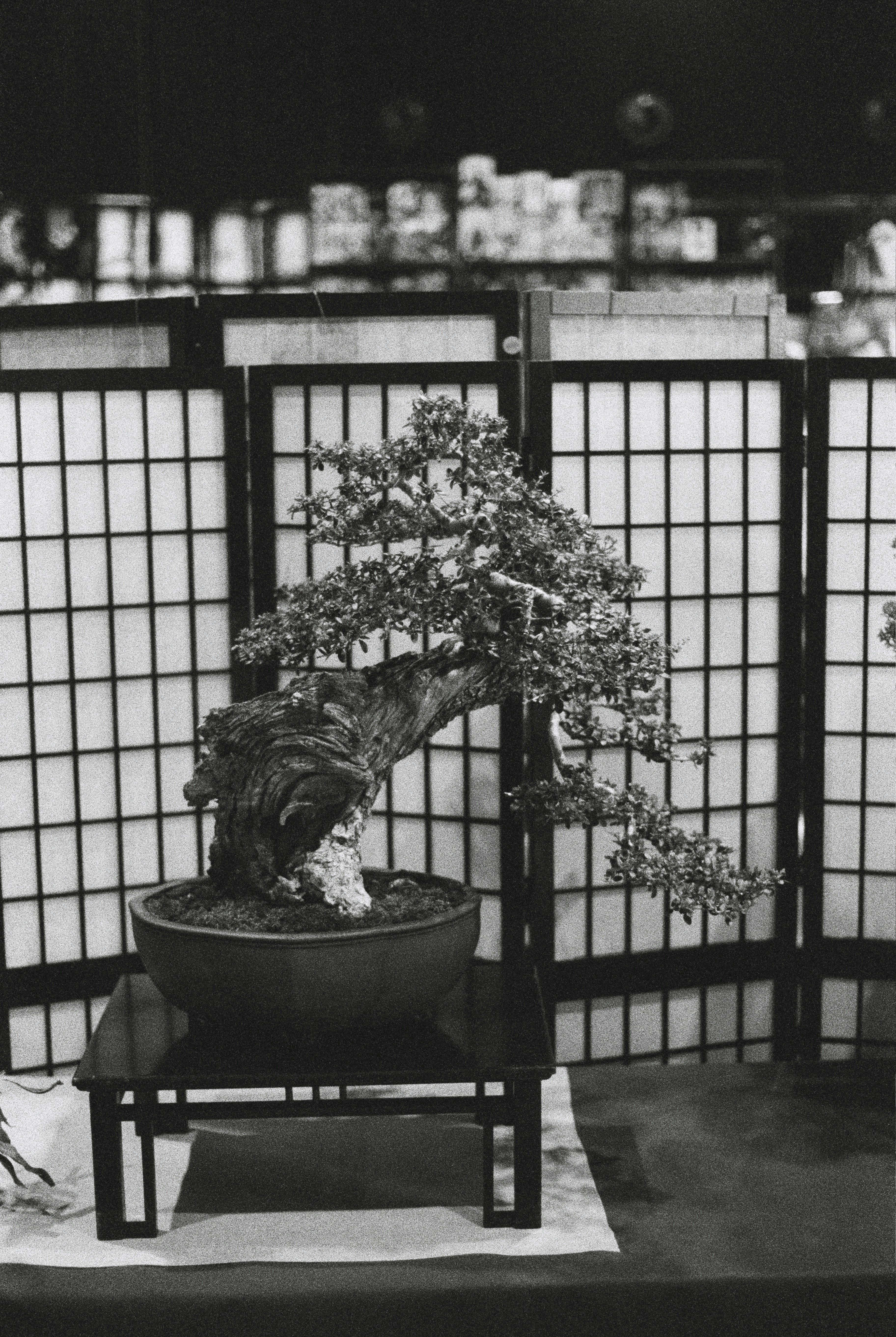 Negative space bonsai design by Bonsai Garden An aged bonsai tree displayed on a table.