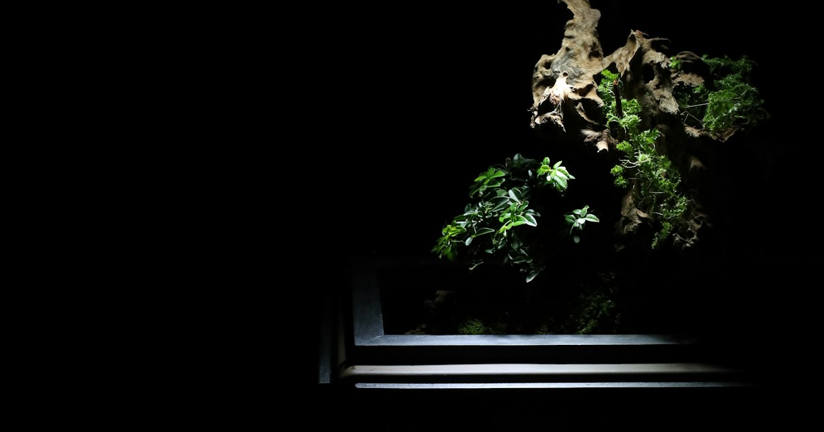 🌿 Illuminating History: The Evolution of Bonsai Display Lighting by Bonsai Garden a dark room with a light on the ceiling