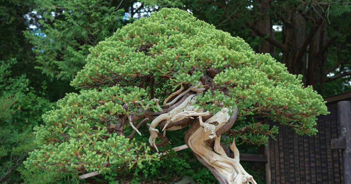 This is a Bonsai (Estimated age about 160 years).
Bonsai is a potted dwarf tree, pruned and pinched to produce a desired shape or effect. by Bonsai Garden green plant on brown clay pot